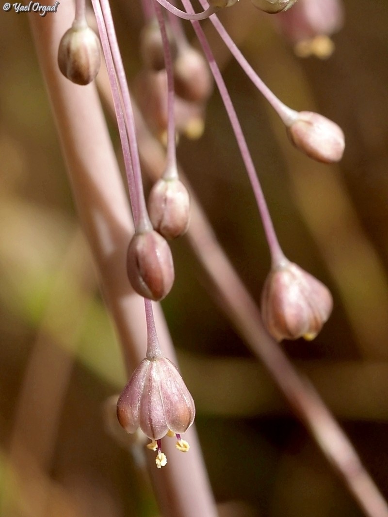 Allium daninianum photo 8