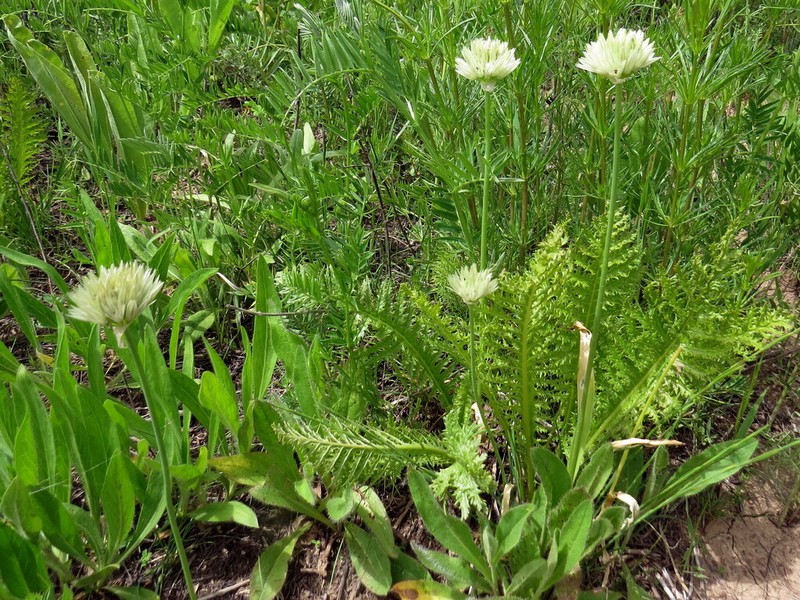 Allium darwasicum