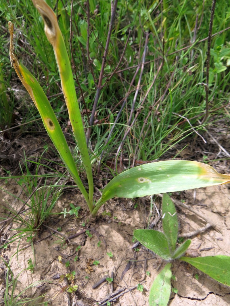 Allium darwasicum photo 2