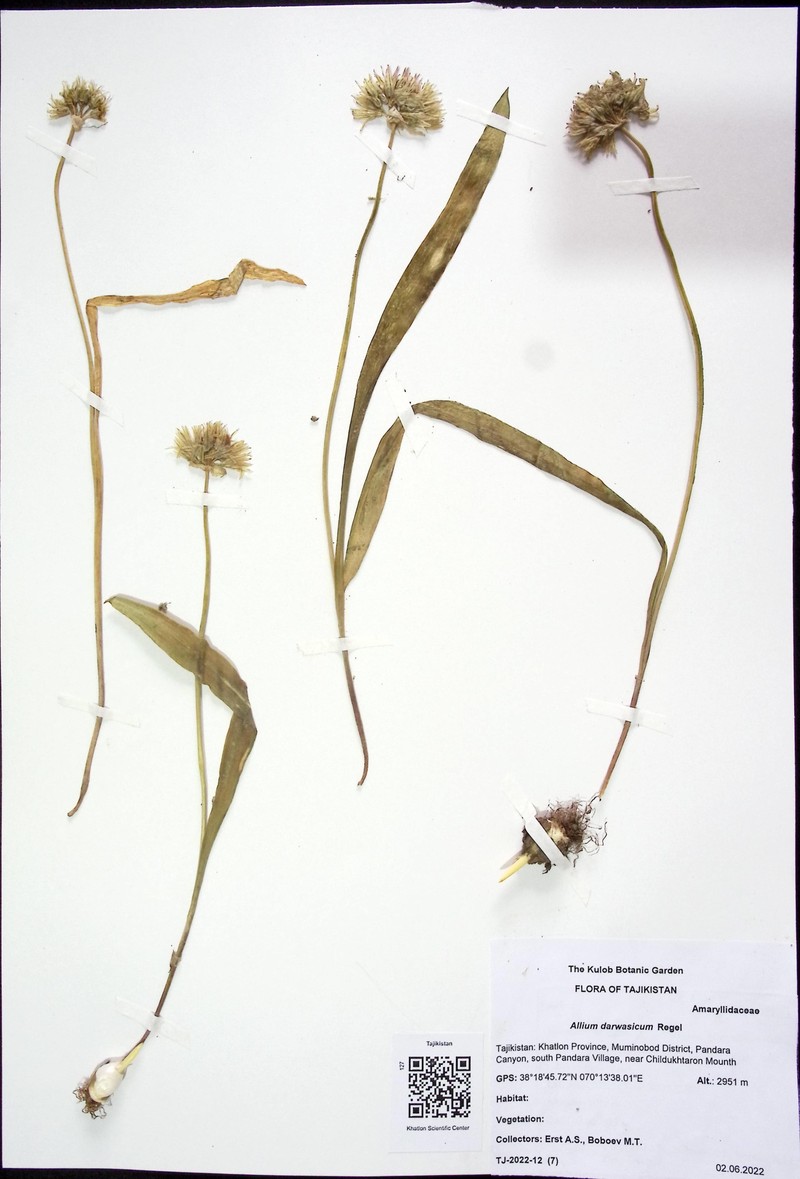 Allium darwasicum photo 3