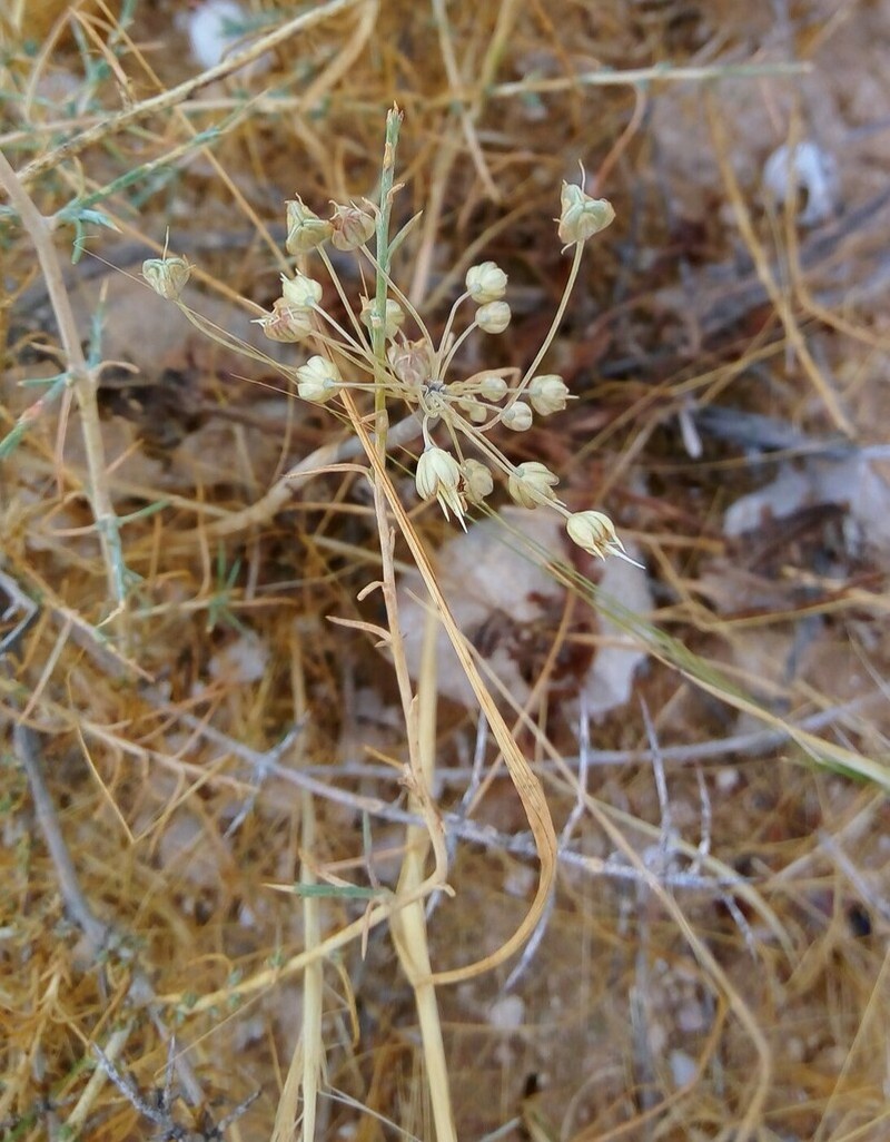 Allium decaisnei