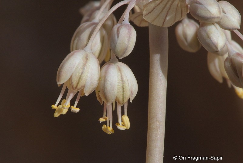 Allium decaisnei photo 2