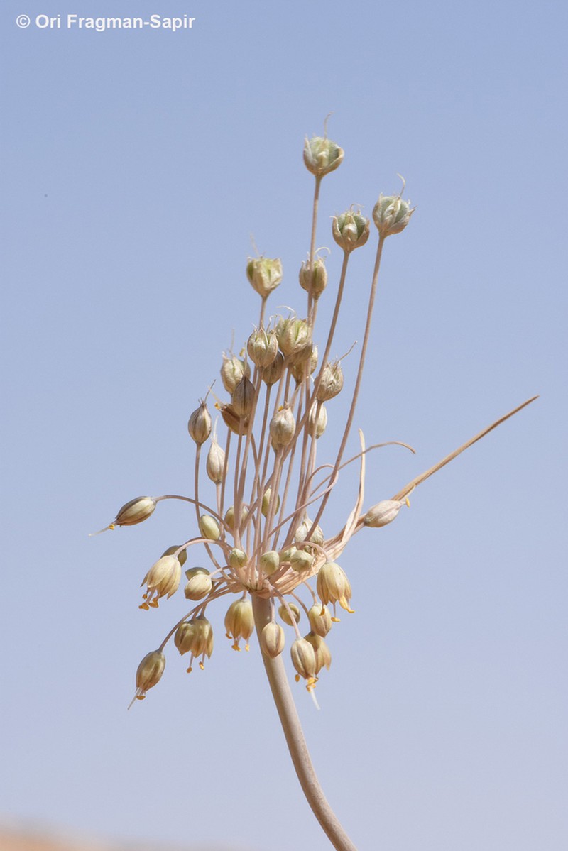 Allium decaisnei photo 3