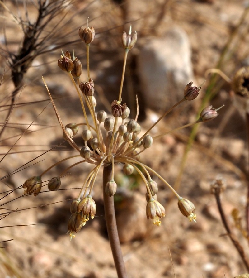 Allium decaisnei photo 4