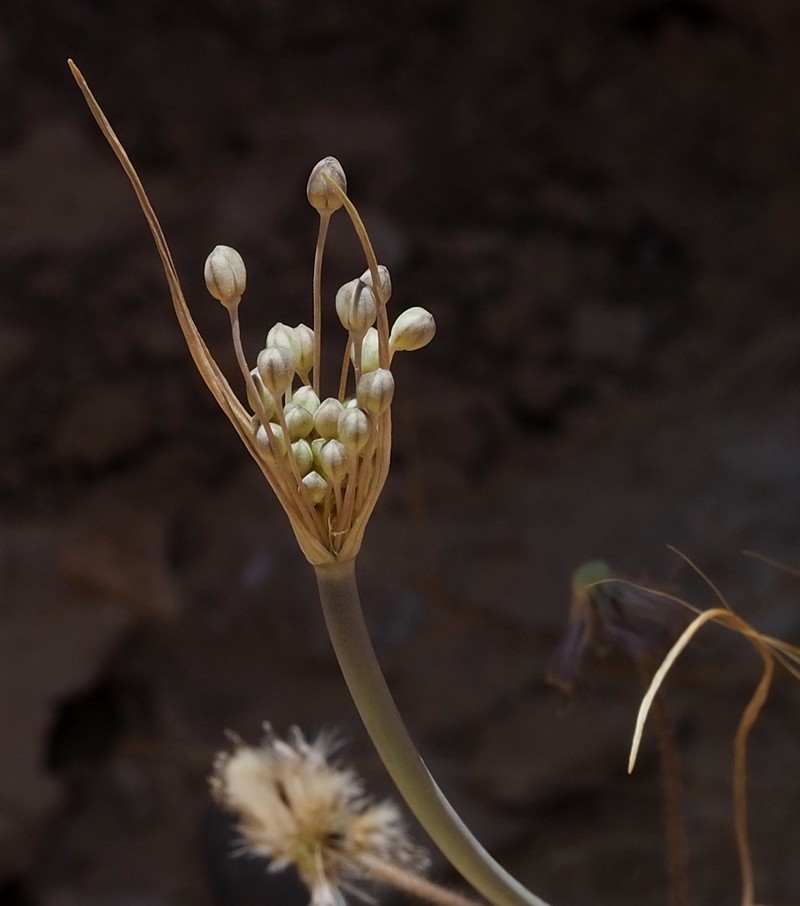 Allium decaisnei photo 5
