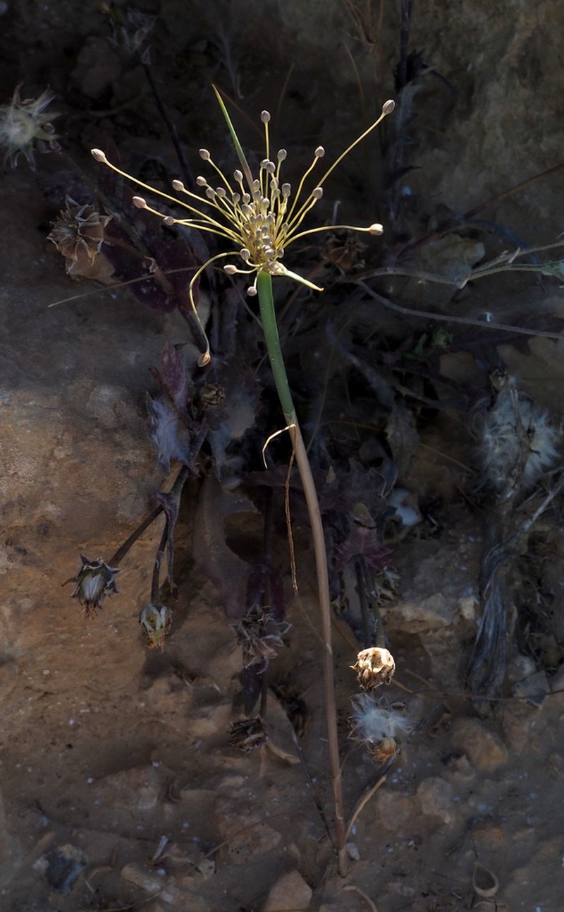 Allium decaisnei photo 6