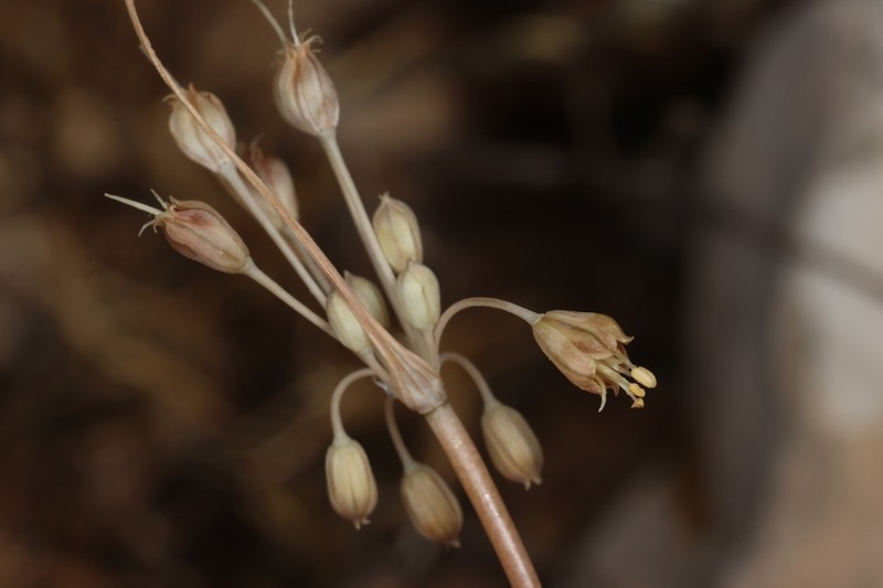 Allium decaisnei photo 7