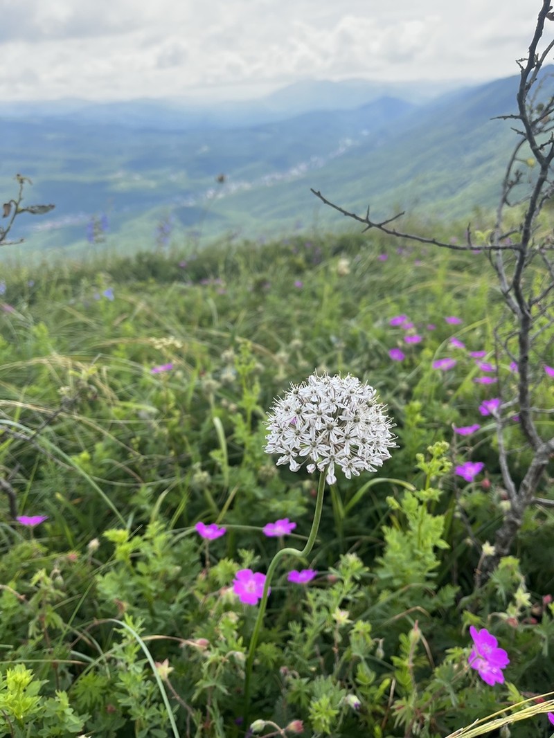 Allium decipiens photo 3
