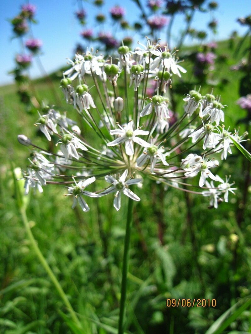 Allium decipiens photo 4
