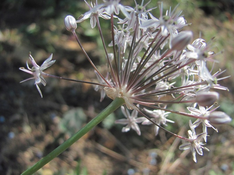 Allium decipiens photo 5
