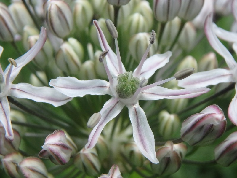 Allium decipiens photo 6