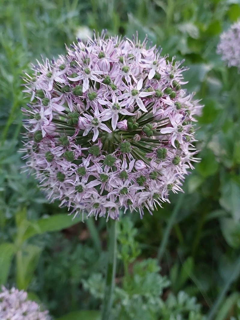 Allium decipiens photo 7