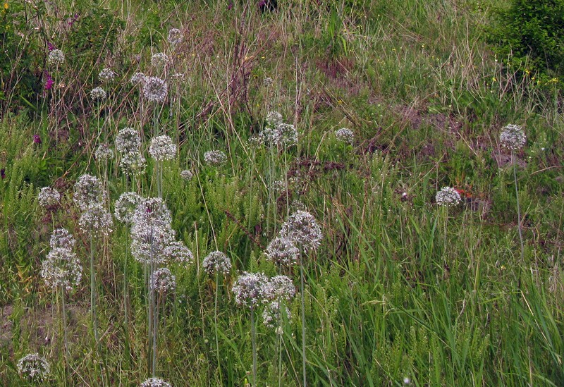Allium decipiens photo 8