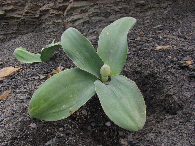 Allium decoratum photo 2