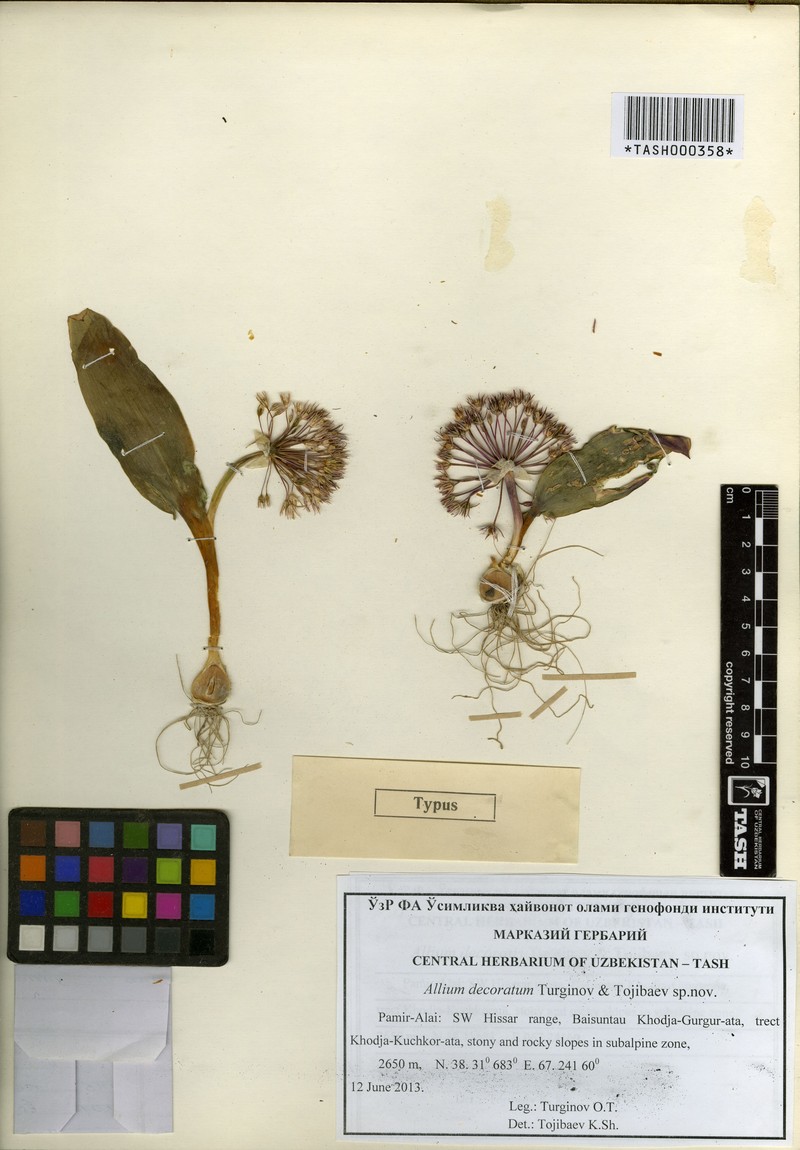 Allium decoratum photo 3