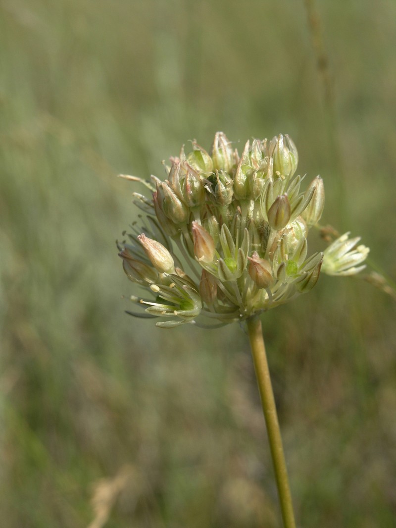Allium delicatulum photo 2