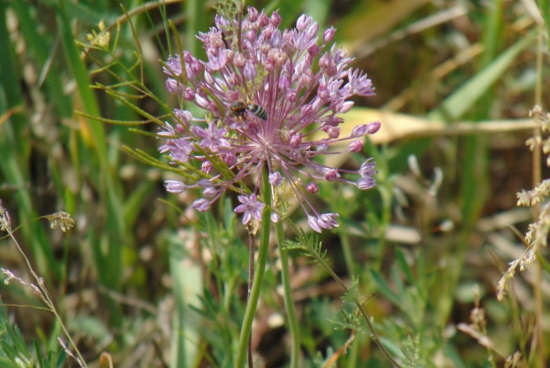 Allium delicatulum photo 3