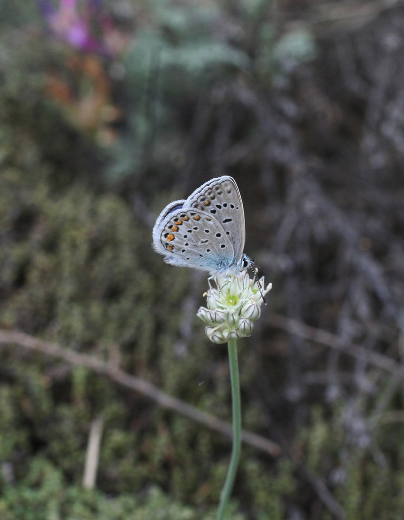 Allium delicatulum photo 4