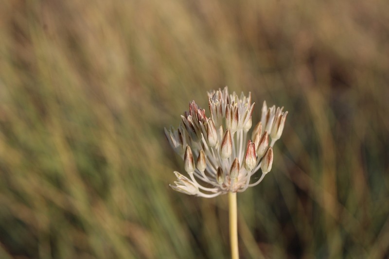 Allium delicatulum photo 6