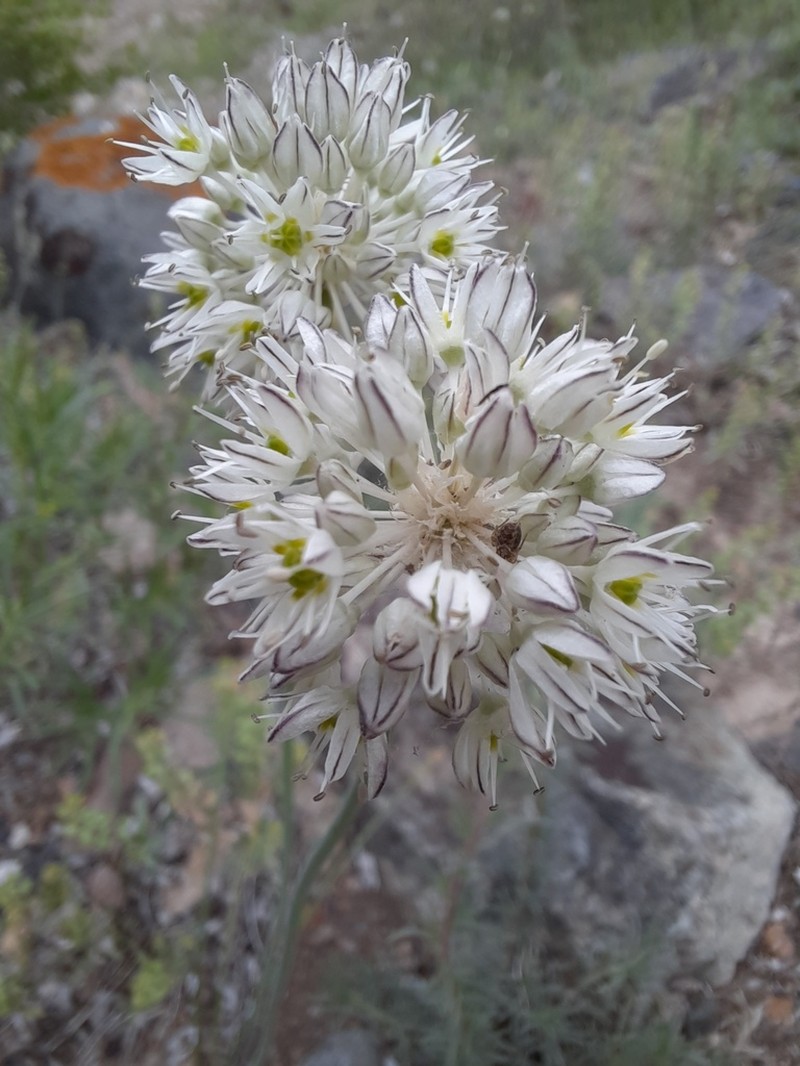 Allium delicatulum photo 8