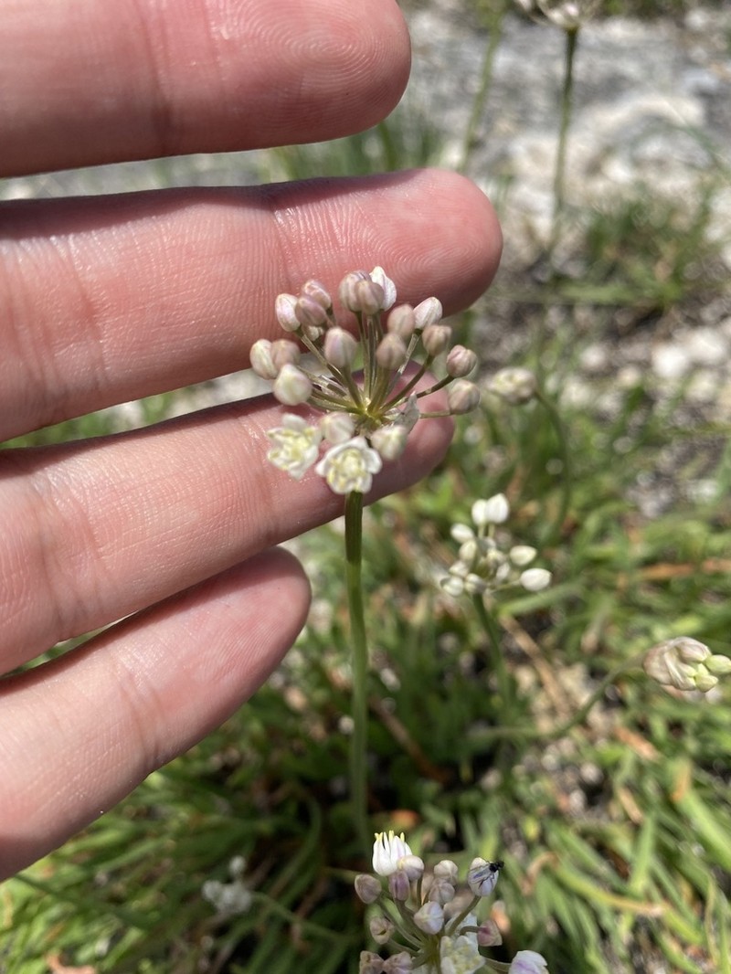 Allium denudatum