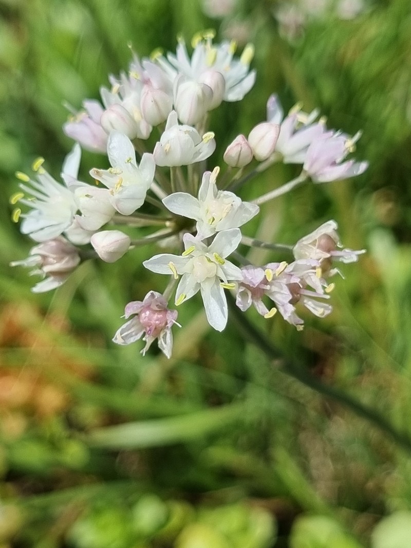 Allium denudatum photo 2