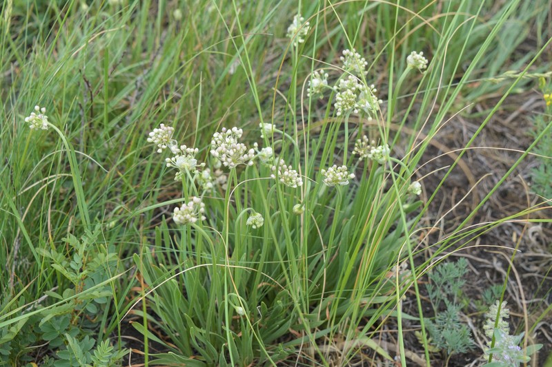 Allium denudatum photo 3