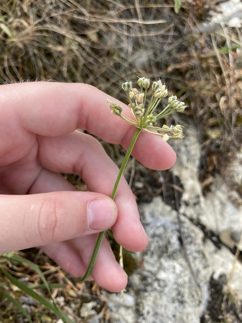 Allium denudatum photo 4