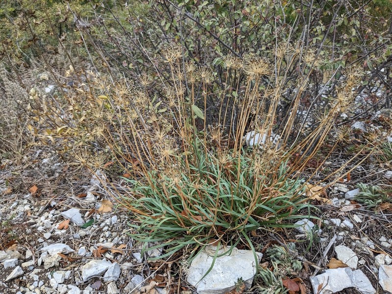 Allium denudatum photo 5