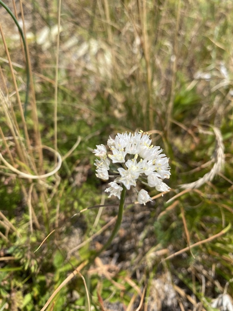 Allium denudatum photo 8