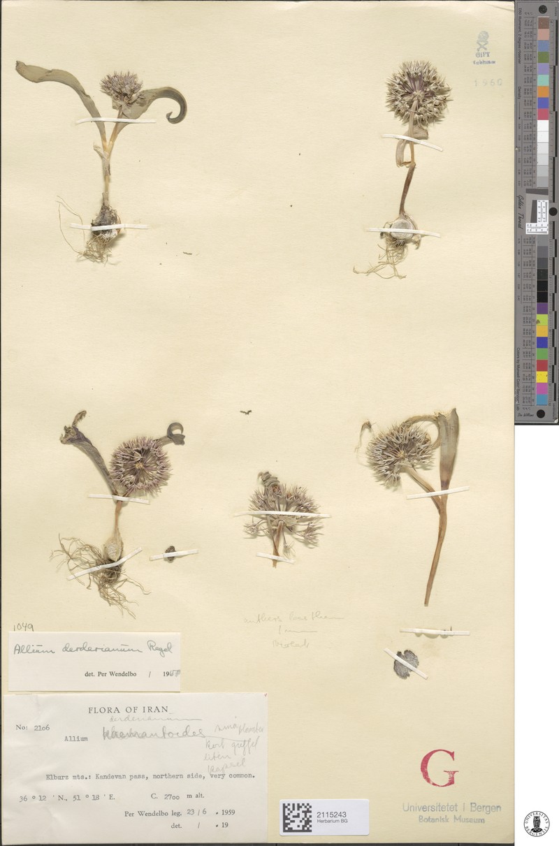 Allium derderianum