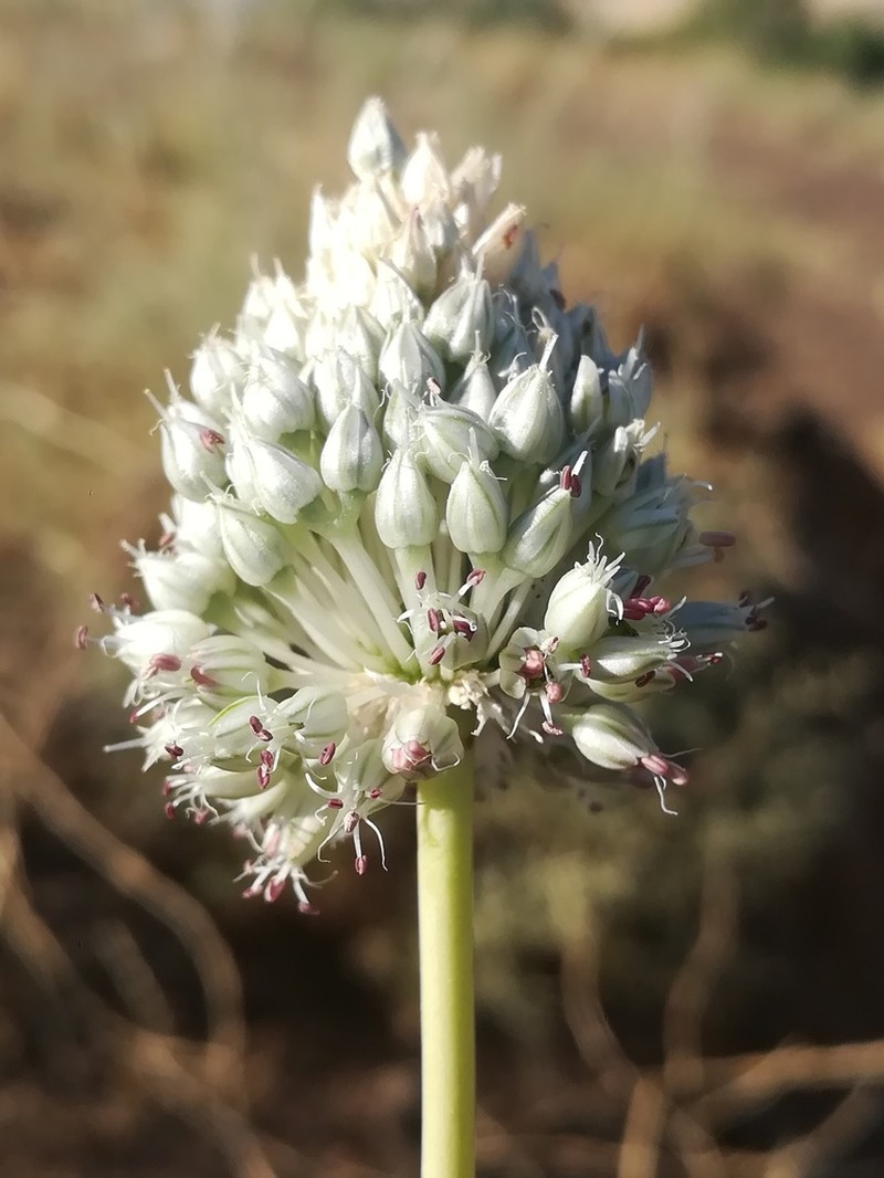 Allium deserti-syriaci