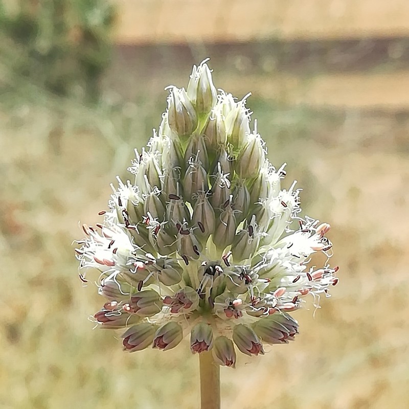Allium deserti-syriaci photo 2