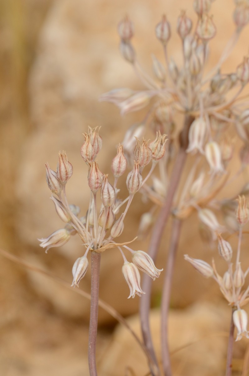 Allium desertorum
