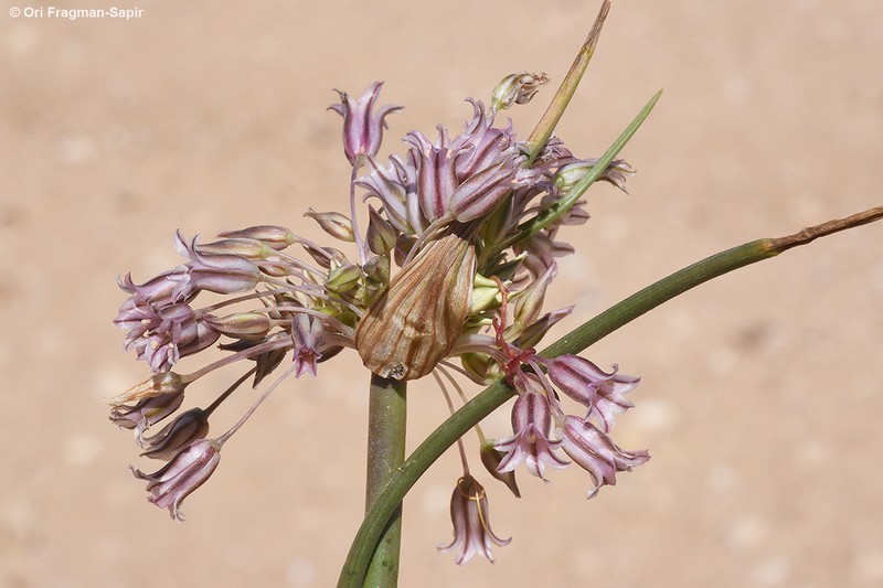 Allium desertorum photo 3
