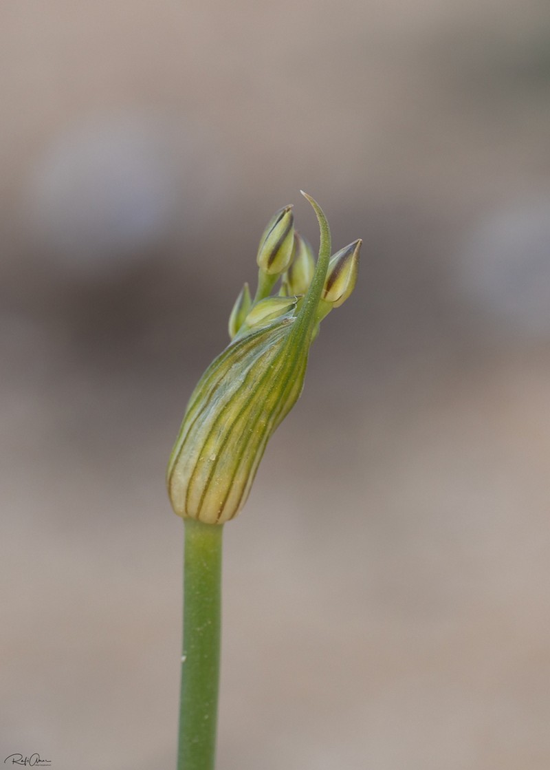 Allium desertorum photo 4
