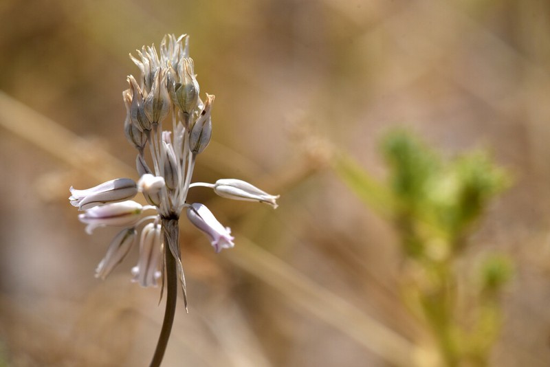 Allium desertorum photo 5
