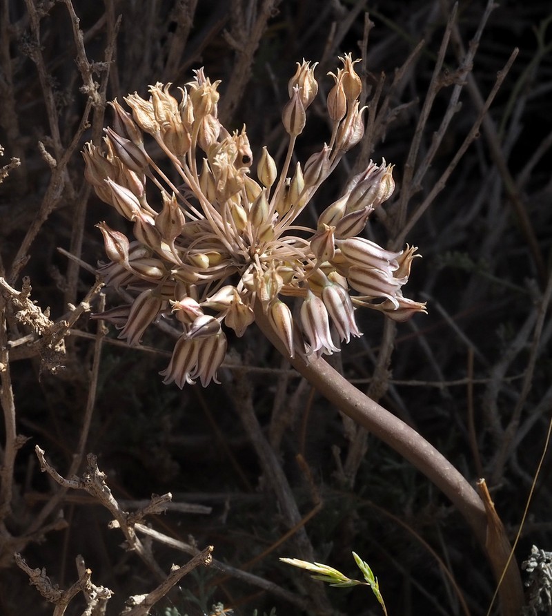 Allium desertorum photo 7