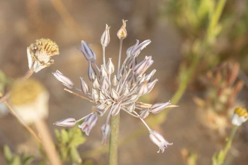 Allium desertorum photo 8