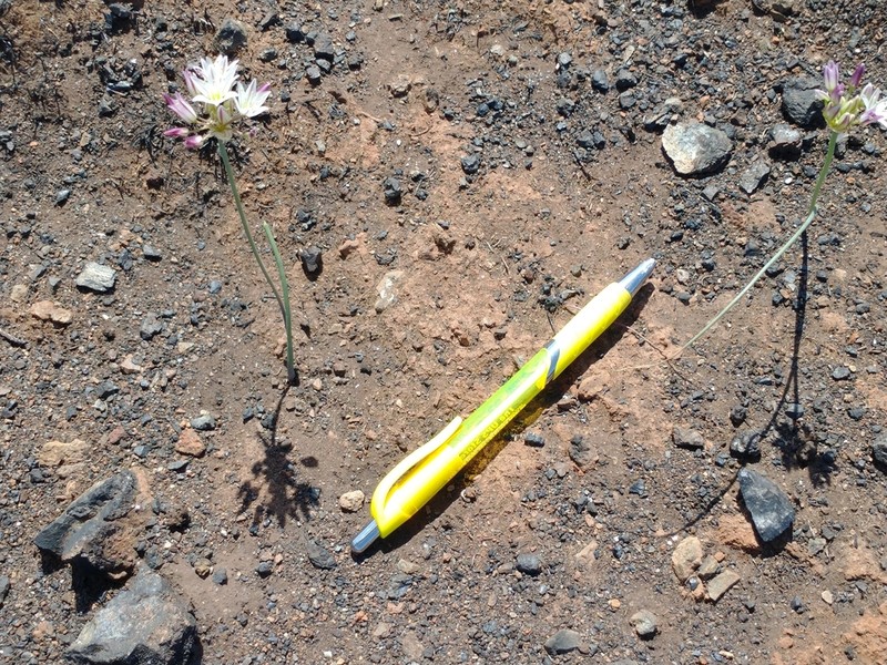 Serpentine Onion photo 2