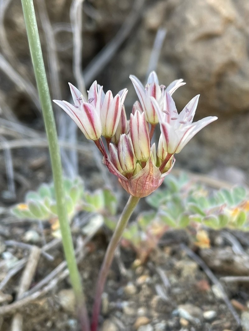 Serpentine Onion photo 3