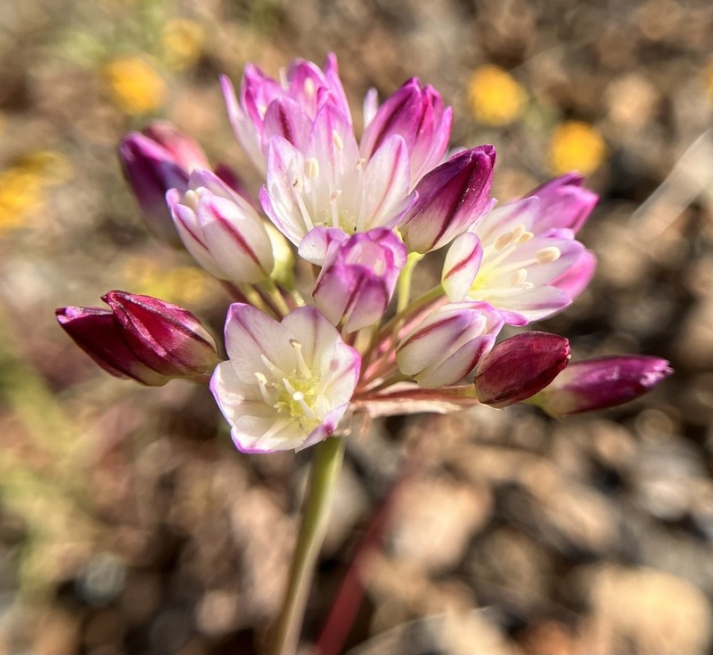 Serpentine Onion photo 4