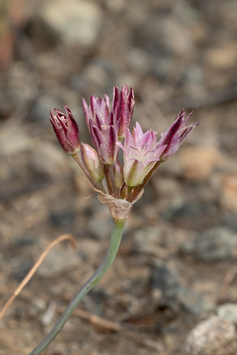 Serpentine Onion photo 5