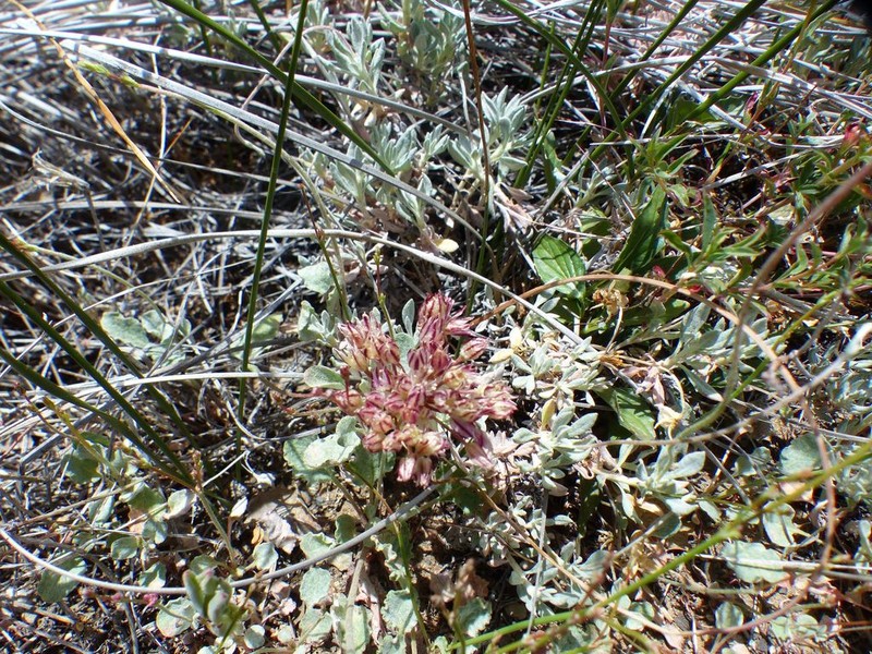 Serpentine Onion photo 6
