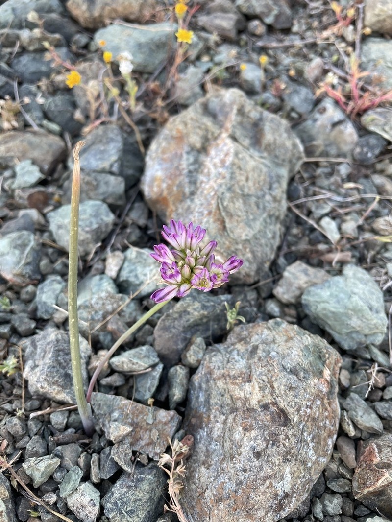 Serpentine Onion photo 7