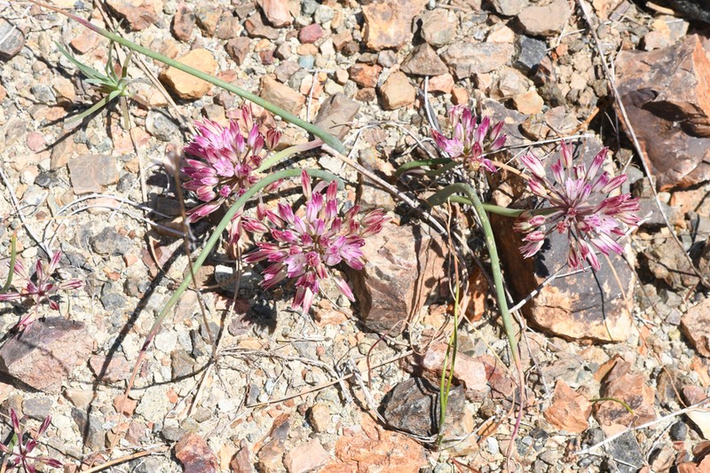 Serpentine Onion photo 8