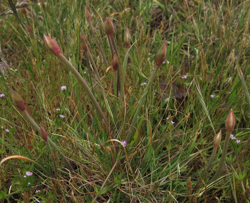 Coastal Onion photo 2