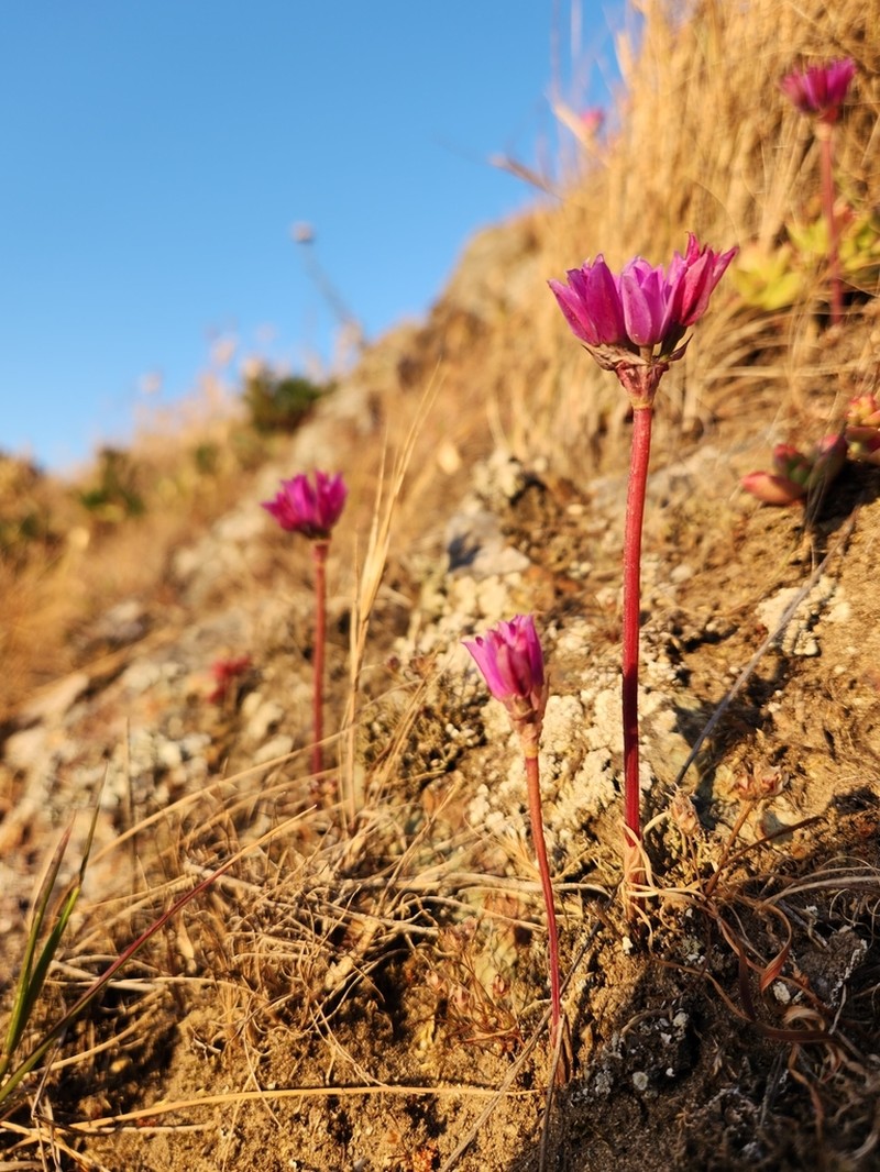 Coastal Onion photo 3
