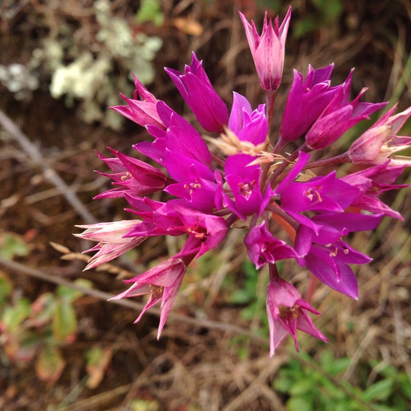 Coastal Onion photo 4