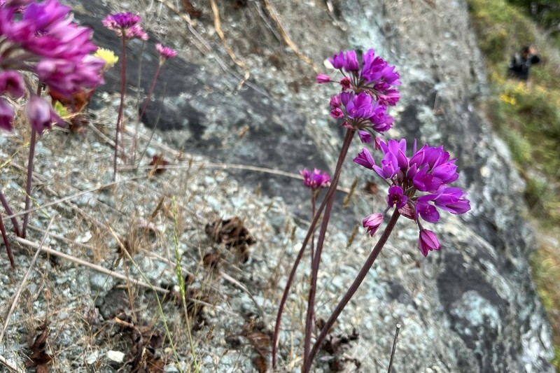 Coastal Onion photo 6